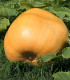 Dýně obrovská F1 Atlantic giant - Cucurbita pepo - semena - 4 ks