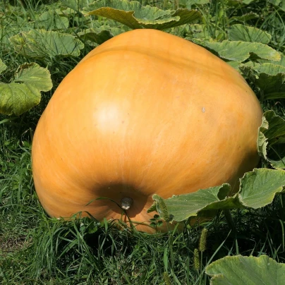 Dýně obrovská F1 Atlantic giant - Cucurbita pepo - semena - 4 ks