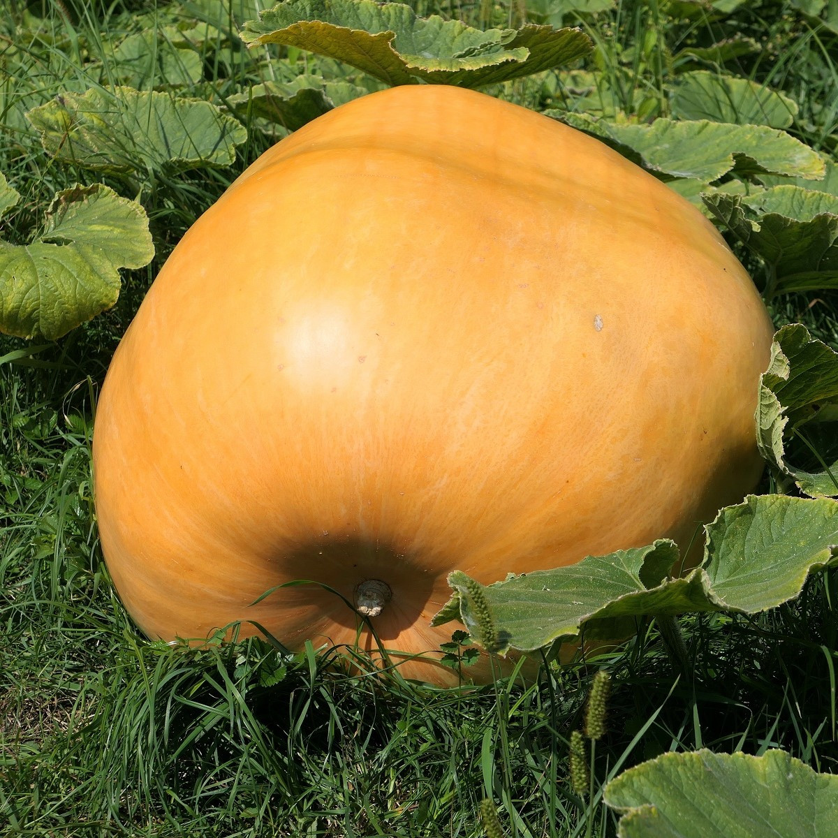Dýně obrovská F1 Atlantic giant - Cucurbita pepo - semena - 4 ks