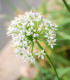 Pažitka česneková - Allium tuberosum - semena - 200 ks