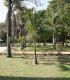 Palma královská kubánská - Roystonea regia - semena - 6 ks