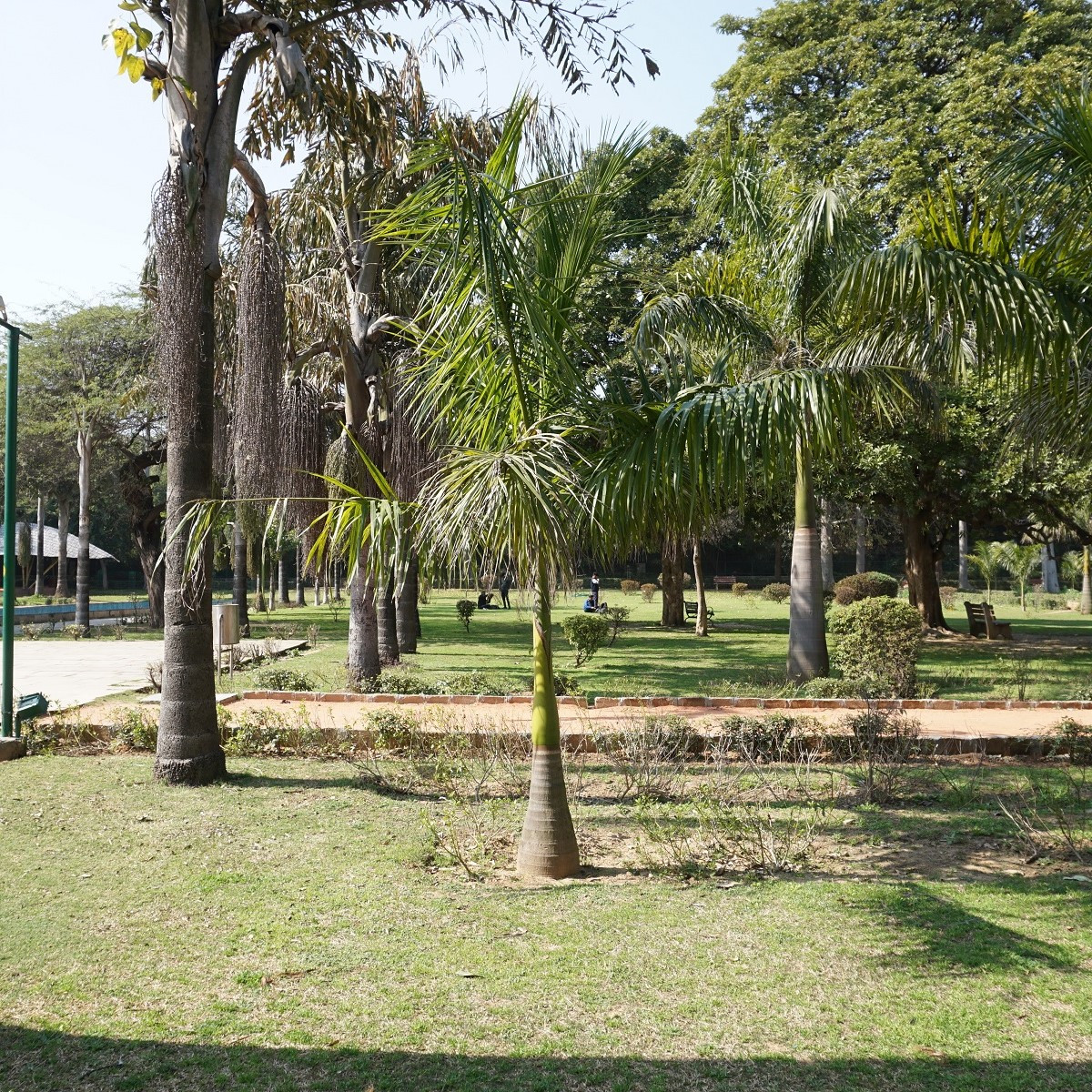 Palma královská kubánská - Roystonea regia - semena - 3 ks