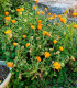Měsíček lékařský - Calendula officinalis - semena - 30 ks