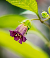 Rulík zlomocný - Atropa belladonna - semena - 10 ks