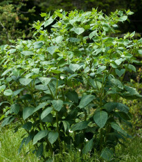 Rulík zlomocný - Atropa belladonna - semena - 10 ks