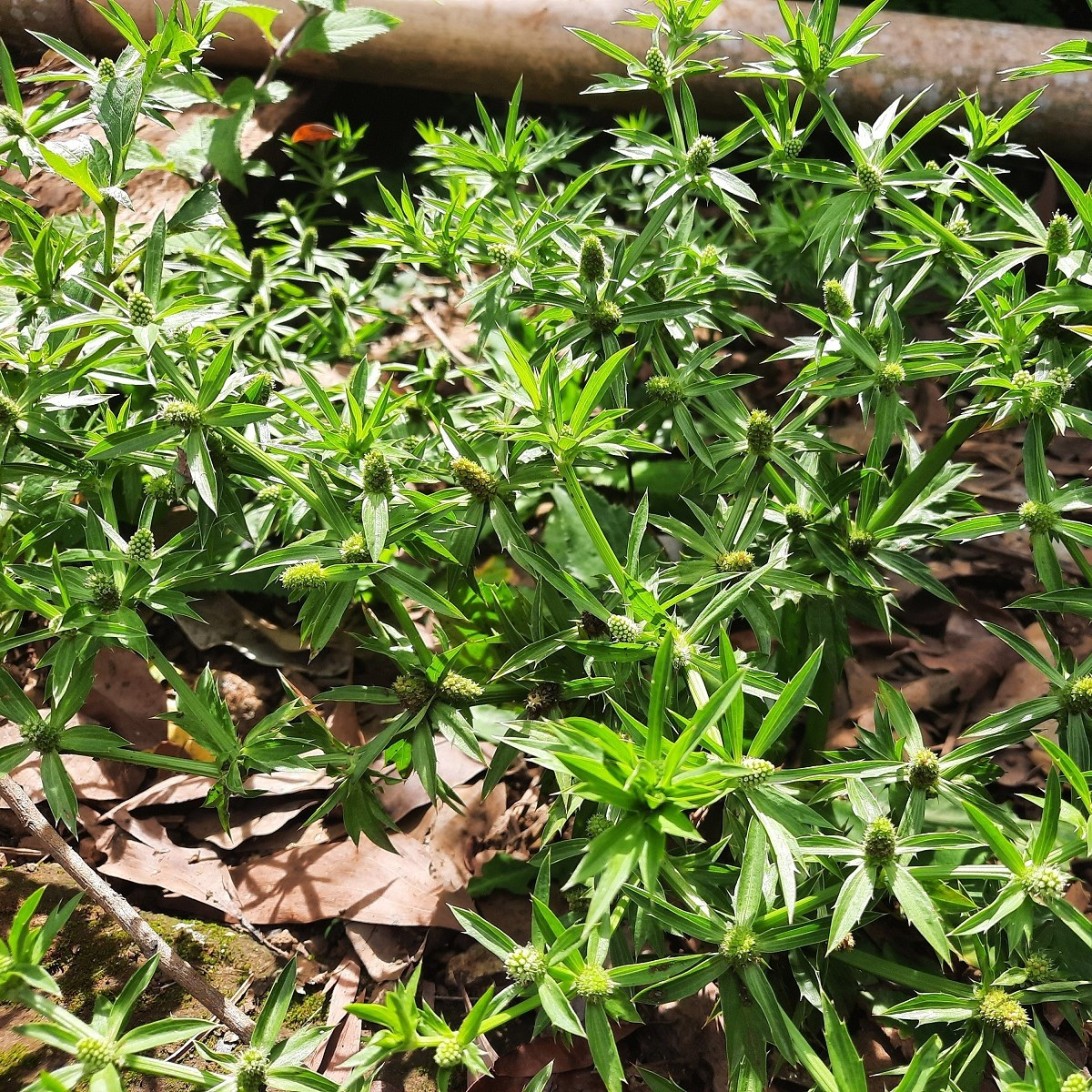 Semena koriandru – Koriandr mexický – Eryngium foetidum