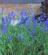 Šalvěj Victoria Blue - Salvia farinacea - semena - 20 ks