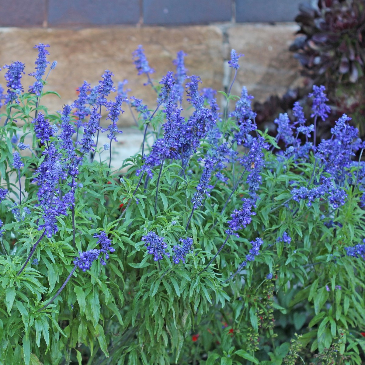 Šalvěj pomoučená Strata - Salvia farinacea - semena - 20 ks