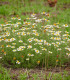 Rmen rolní - Anthemis arvensis - semena - 0,2 g