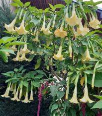 Durman metelový žlutý - Datura metel - semena - 5 ks