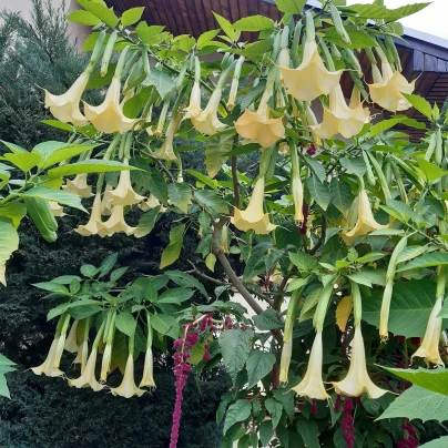 Durman metelový žlutý - Datura metel - semena - 5 ks