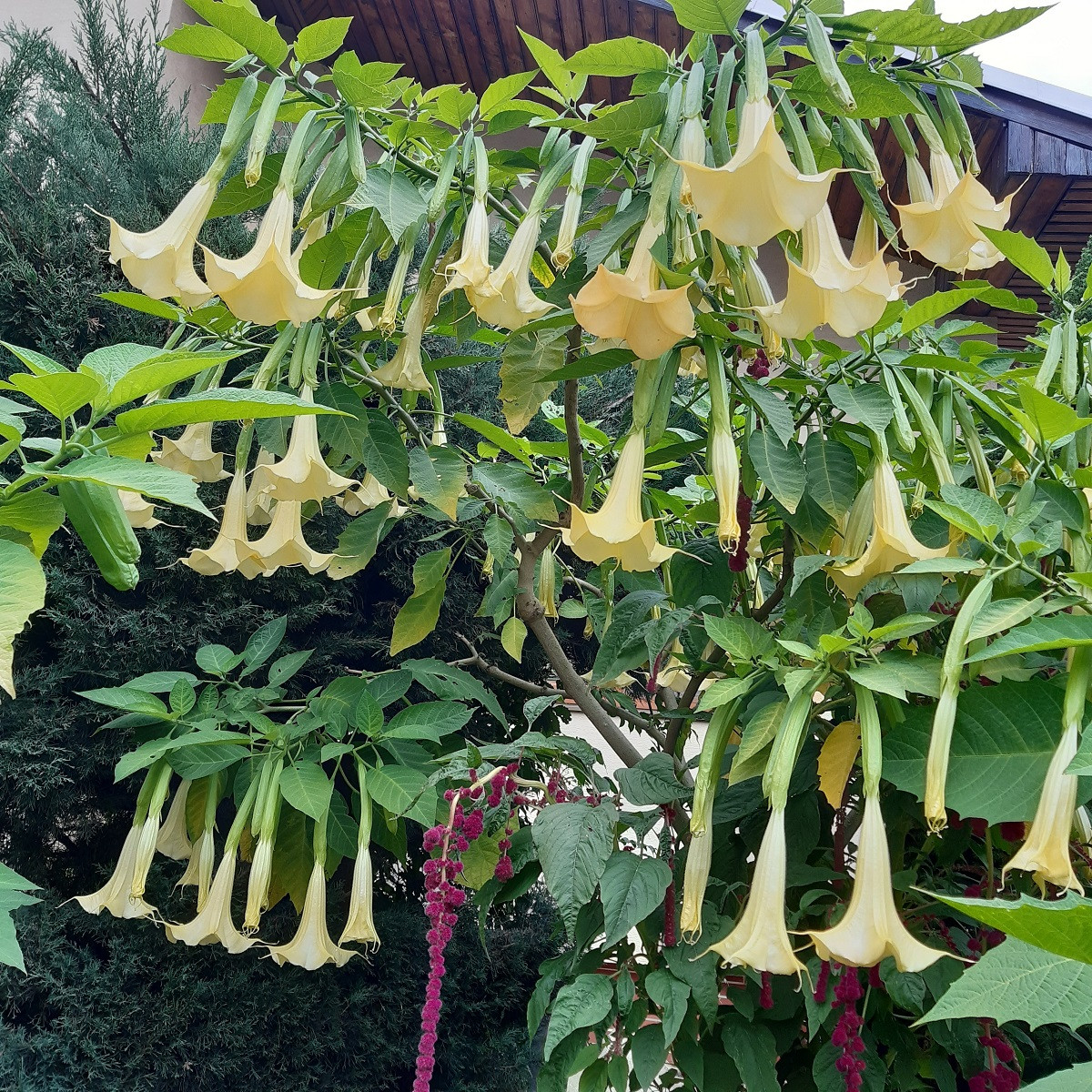 Durman metelový žlutý - Datura metel - semena - 5 ks