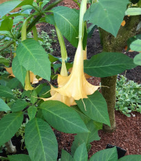 Durman metelový žlutý - Datura metel - semena - 5 ks