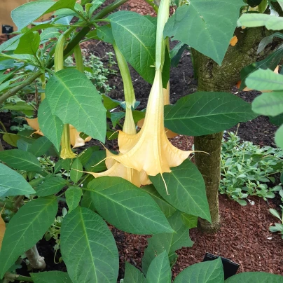 Durman metelový žlutý - Datura metel - semena - 5 ks