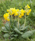 Prvosenka jarní - Primula veris - semena - 50 ks