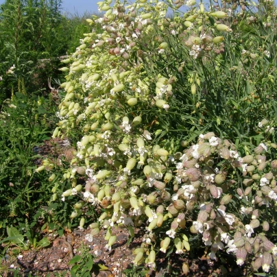 Silenka nadmutá Stridolo - Silene inflata - semena - 380 ks