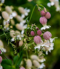 Silenka nadmutá Stridolo - Silene inflata - semena - 0,2 g