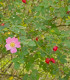 Růže šípková - Rosa canina - semena - 5 ks