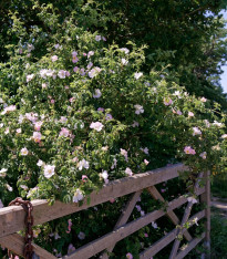 Růže šípková - Rosa canina - semena - 5 ks