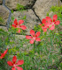 Ibišek šarlatový - Hibiscus coccineus - semena - 5 ks