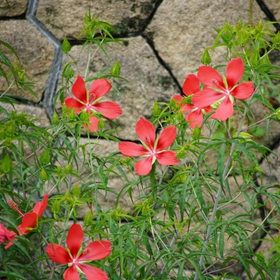 Ibišek šarlatový - Hibiscus coccineus - semena - 15 ks