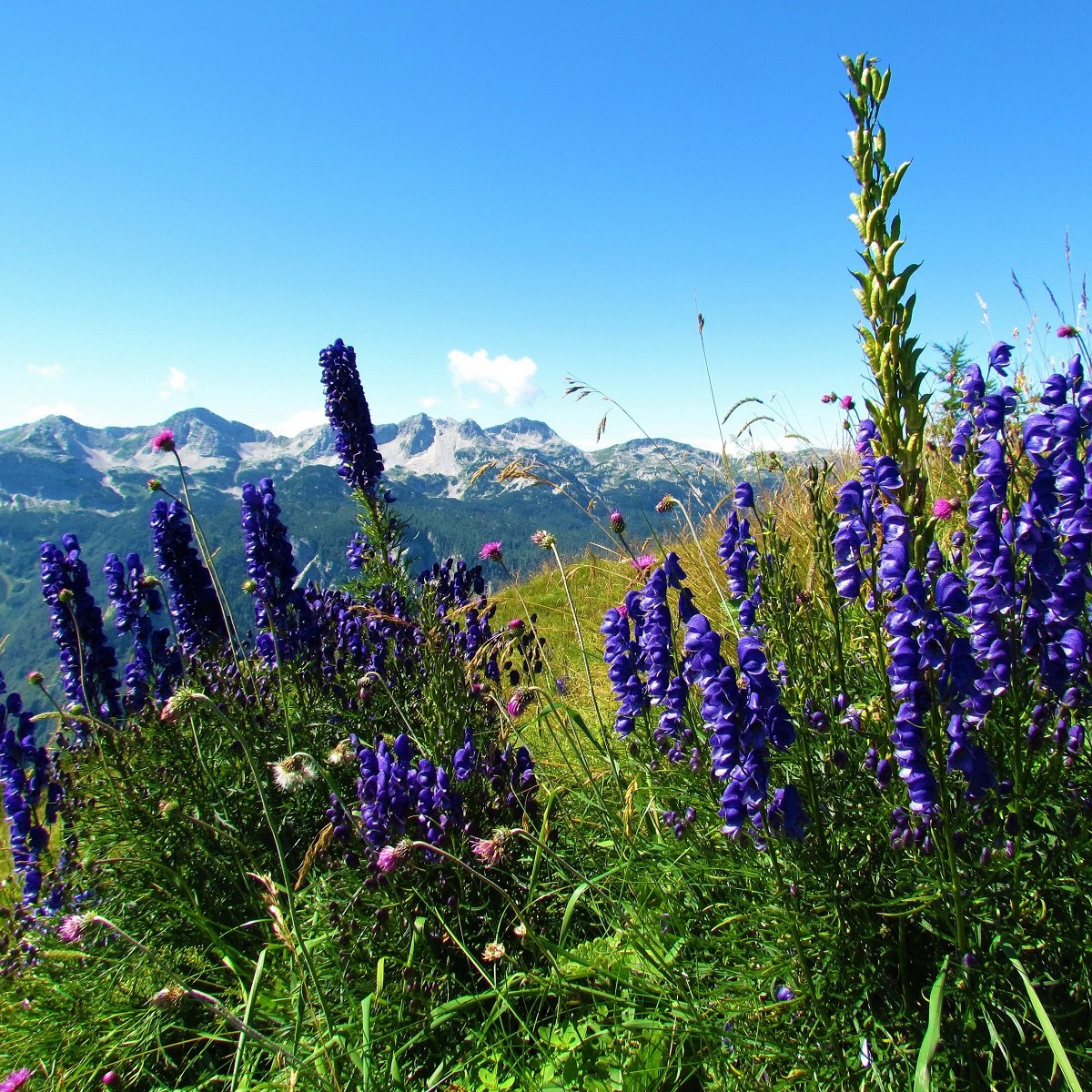 Oměj horský - Šalamounek - Aconitum napellus - semena - 8 ks