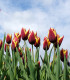 Tulipán Gavota - Tulipa - cibuloviny - 3 ks