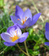 Krokus Specious - Crocus - cibuloviny - 3 ks