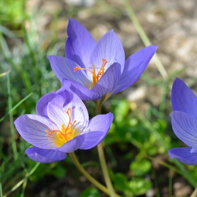 Krokus Specious - Crocus - cibuloviny - 3 ks