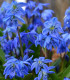 Ladoňka sibiřská modrá - Scilla siberica - cibuloviny - 3 ks
