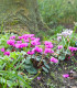Brambořík jarní - Cyclamen coum - cibuloviny - 1 ks