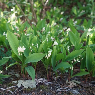 Konvalinka vonná růžová - Convallaria majalis - prostokořenné sazenice - 1 ks