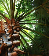 Trachykarpus žíněný - Trachycarpus fortunei x princeps - semena - 3 ks