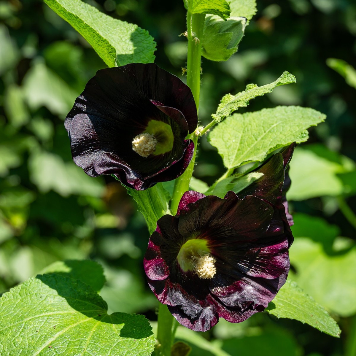 BIO Topolovka růžová - Alcea rosea nigra - bio semena - 15 ks