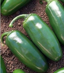 Chilli Chichimeca - semena - 6 ks