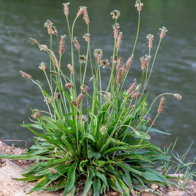 BIO Jitrocel kopinatý - Plantago lanceolata - bio semena - 80 ks