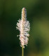 BIO Jitrocel kopinatý - Plantago lanceolata - bio semena - 80 ks