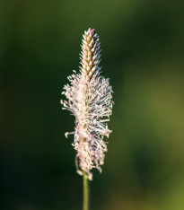 BIO Jitrocel kopinatý - Plantago lanceolata - bio semena - 80 ks