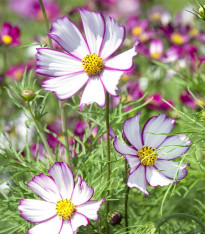 Krásenka zpeřená Tip Top Picotee - Cosmos bipinnatus - semena - 40 ks