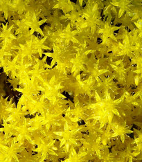 Rozchodník prudký - Sedum acre - semena - 100 ks