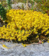 Rozchodník prudký - Sedum acre - semena - 100 ks