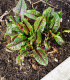 Šťovík krvavý - Rumex sanguineus - semena - 100 ks