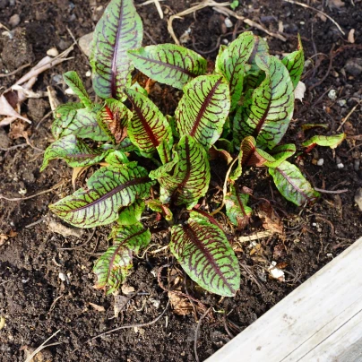 Šťovík krvavý - Rumex sanguineus - semena - 100 ks