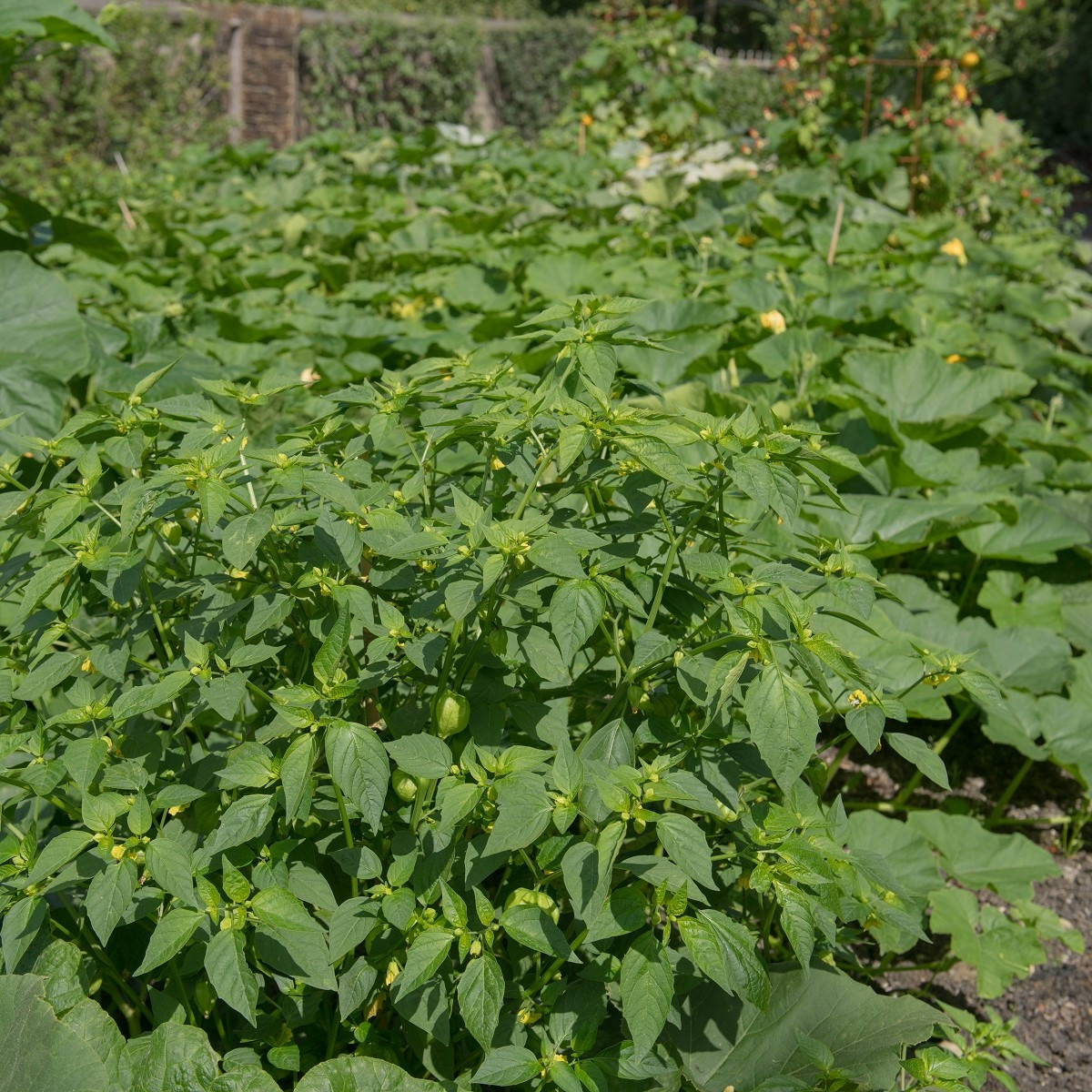Tomatillo Verde - Physalis ixocarpa - semena - 7 ks