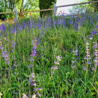 Šalvěj sporýšová - Salvia verbenaca - semena - 50 ks