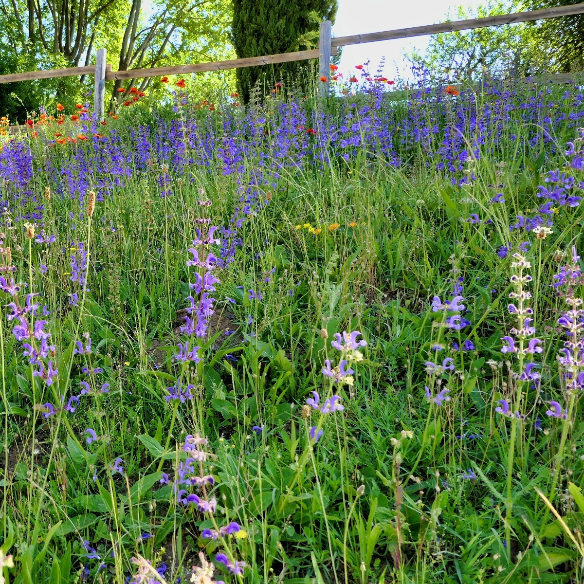 Šalvěj sporýšová - Salvia verbenaca - semena - 50 ks