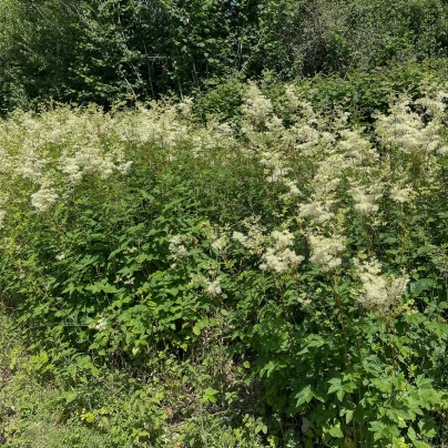 Tužebník jilmový - Filipendula ulmaria - semena - 8 ks