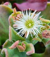 Kosmatec krystalový - Mesembryanthemum crystallinum - semena - 300 ks