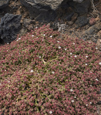 Kosmatec krystalový - Mesembryanthemum crystallinum - semena - 300 ks