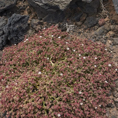 Kosmatec krystalový - Mesembryanthemum crystallinum - semena - 300 ks